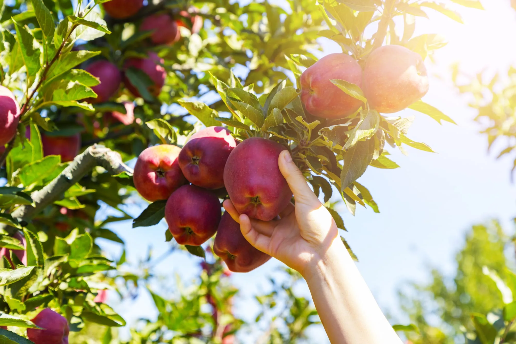 A fruit tree orchard in the Milwaukie neighborhood at golden hour