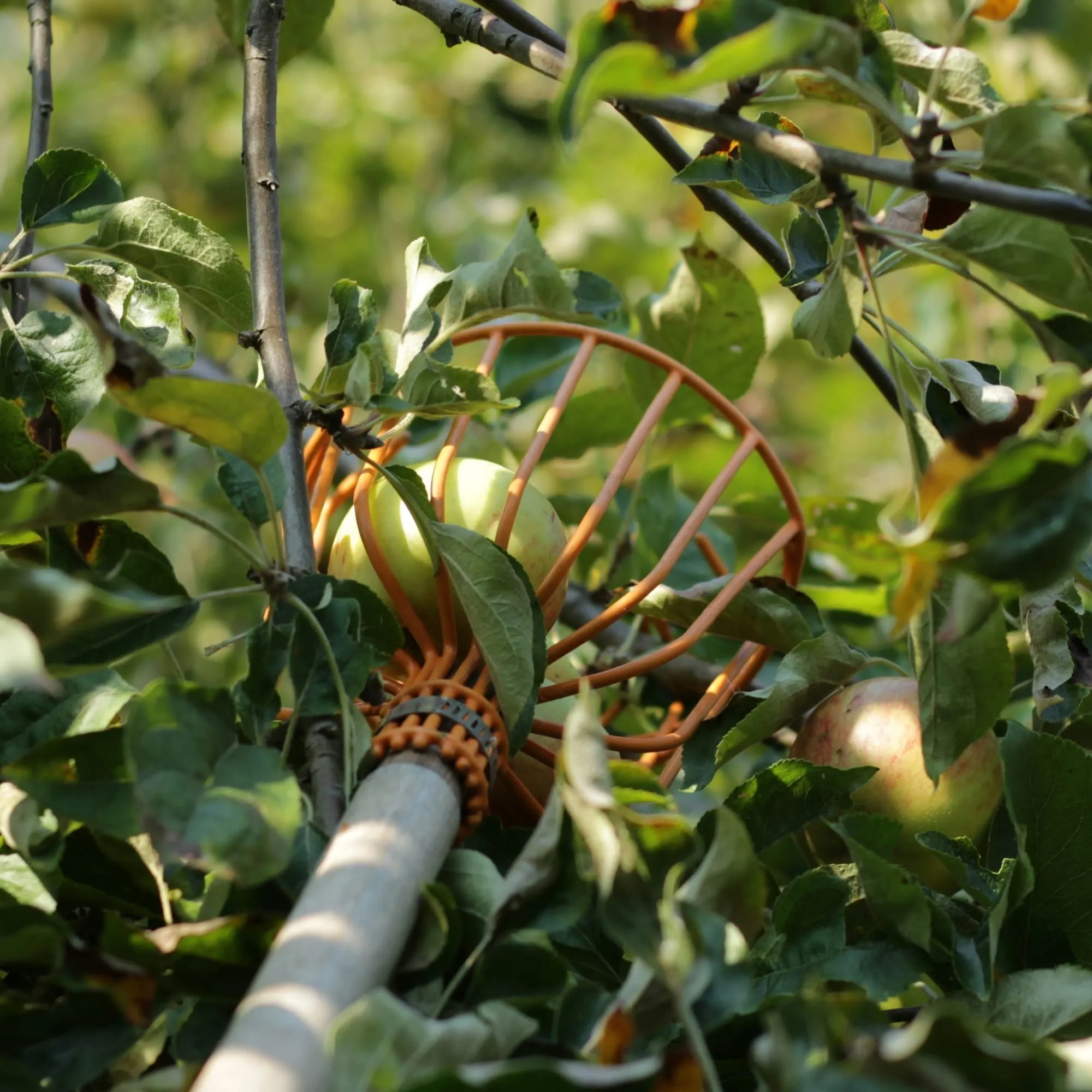 Fruit Tree Harvesting