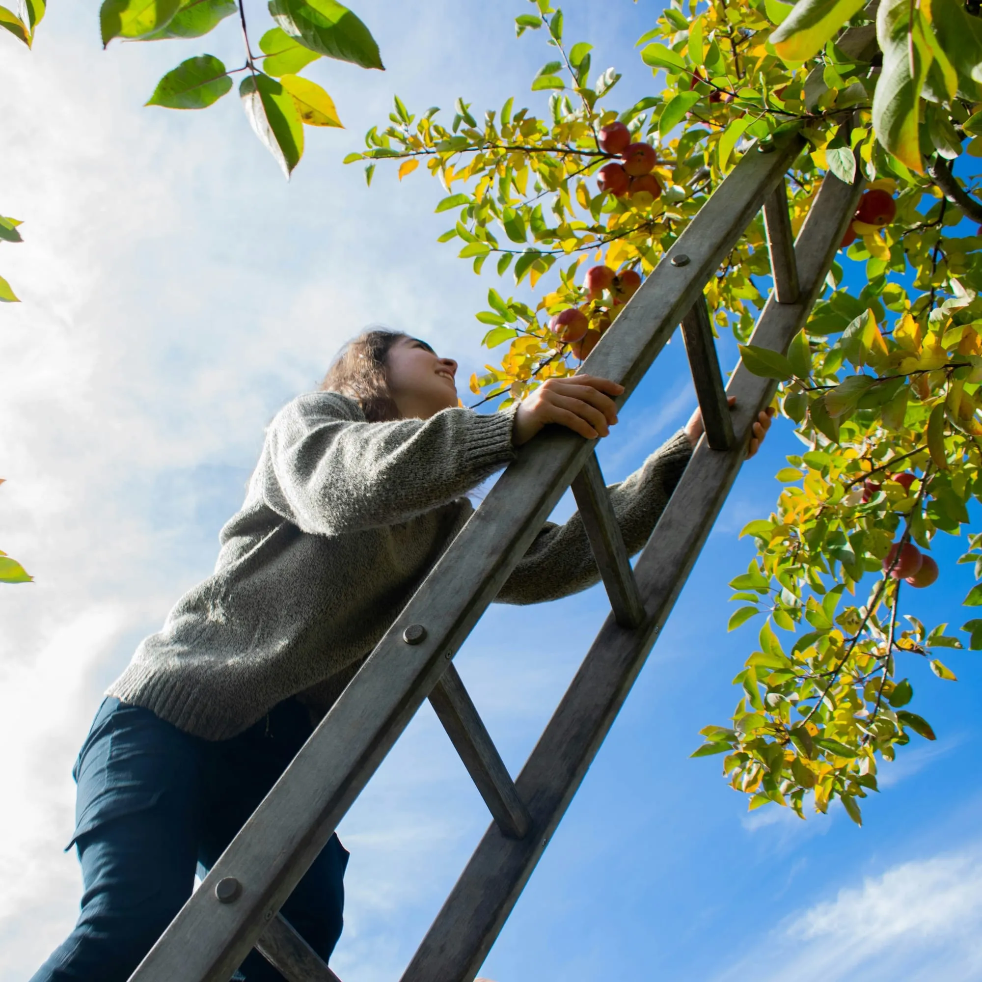 Pruning & Tree Care